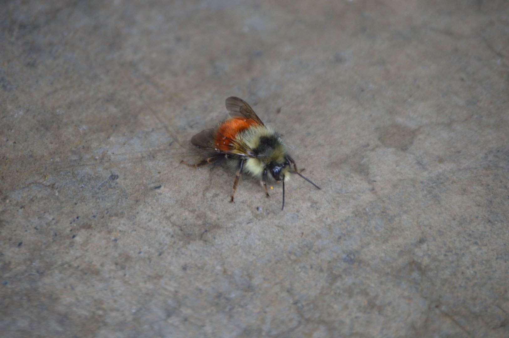 Bee ID (Seattle, Washington)