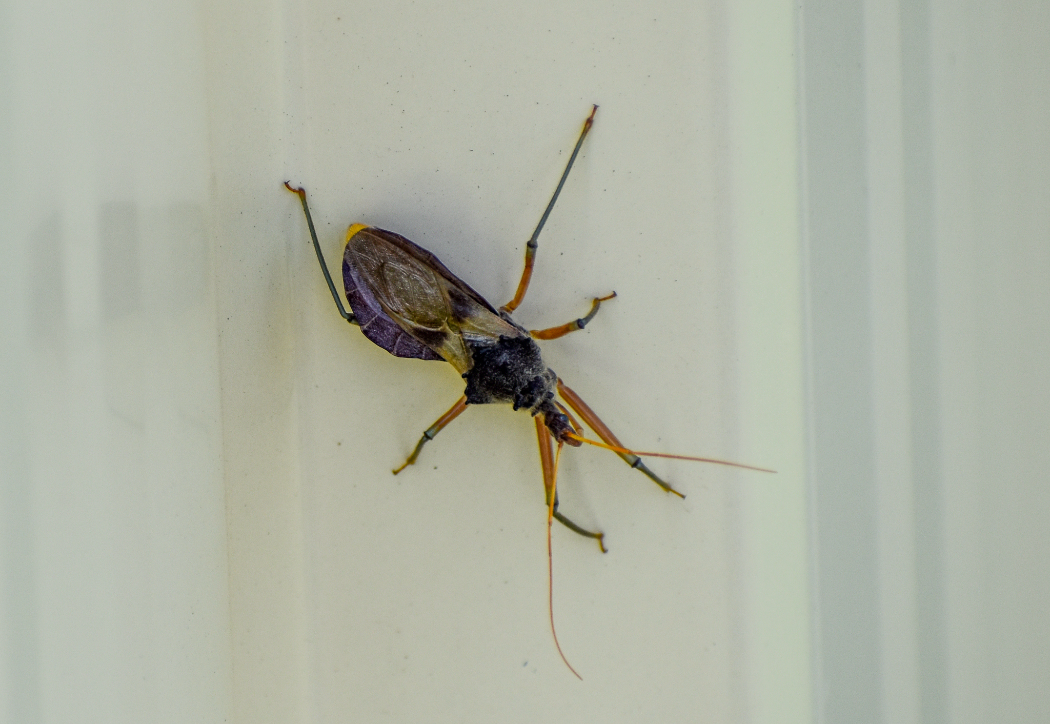 Bee-killer Assasin Bug, Pristhesancus plagipennis