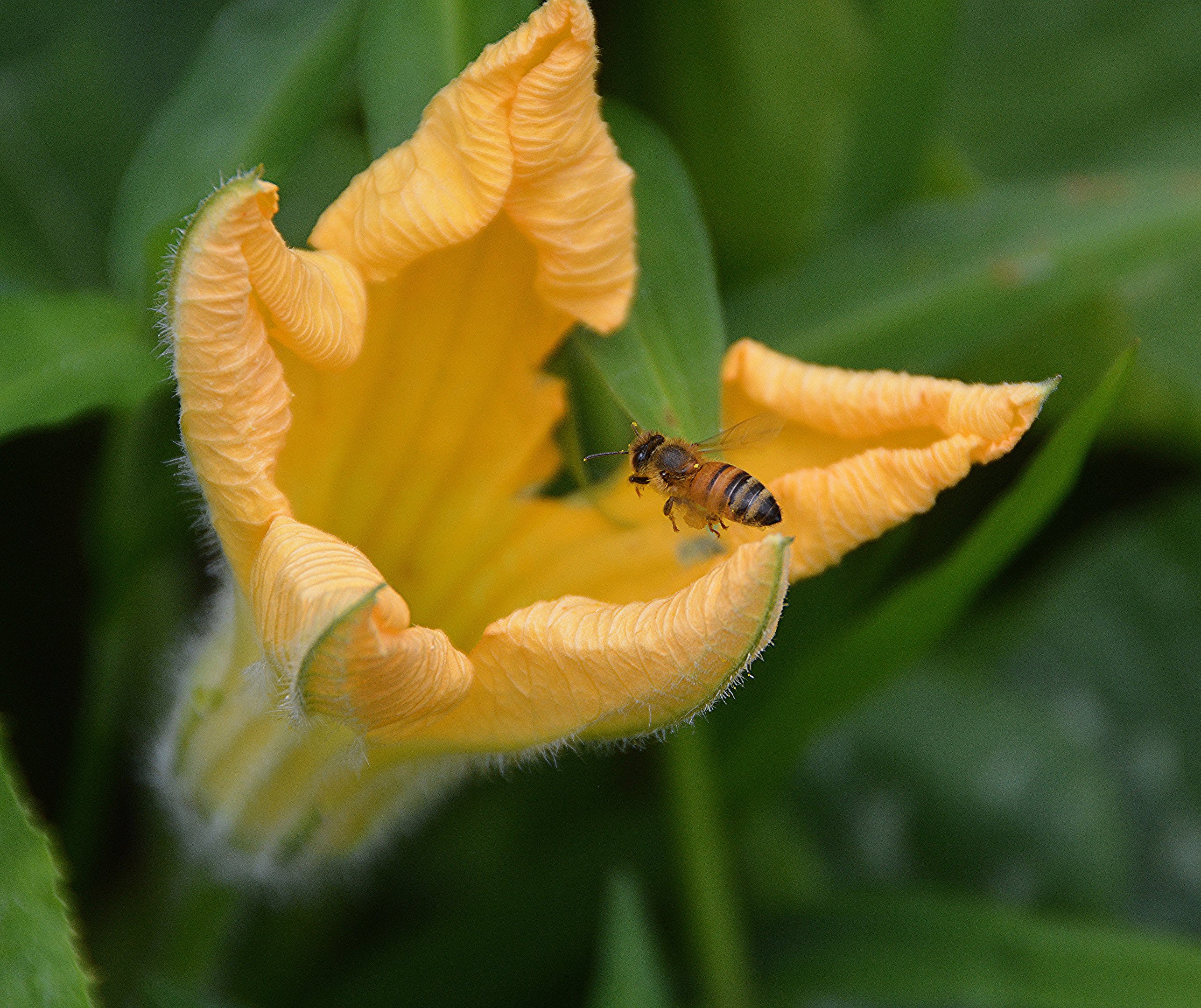 Bee on flower