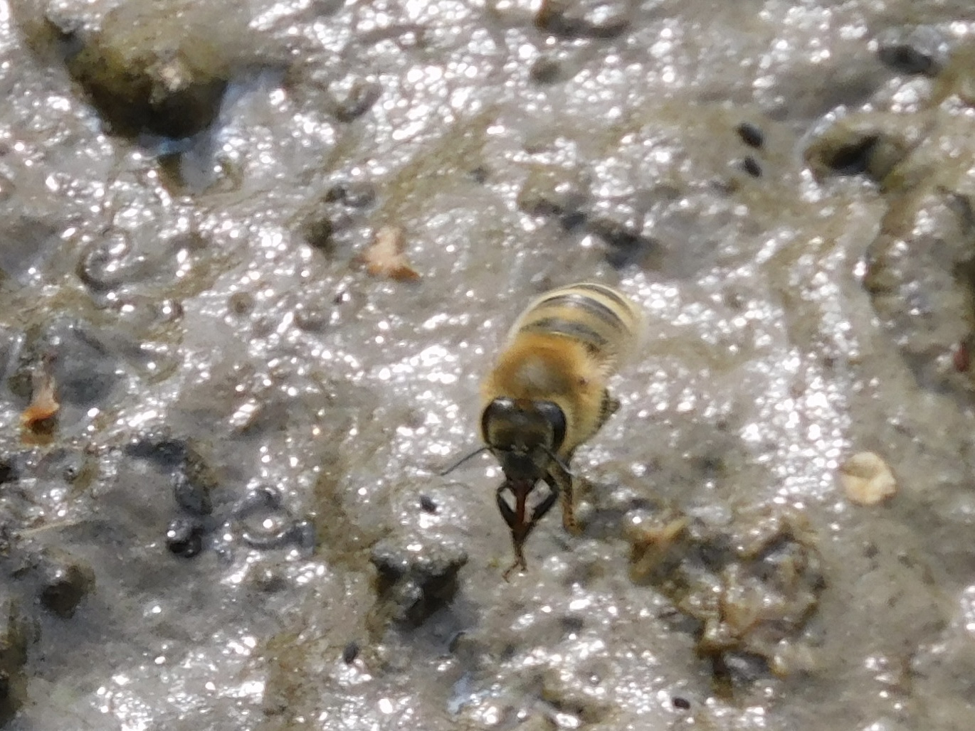 Bee