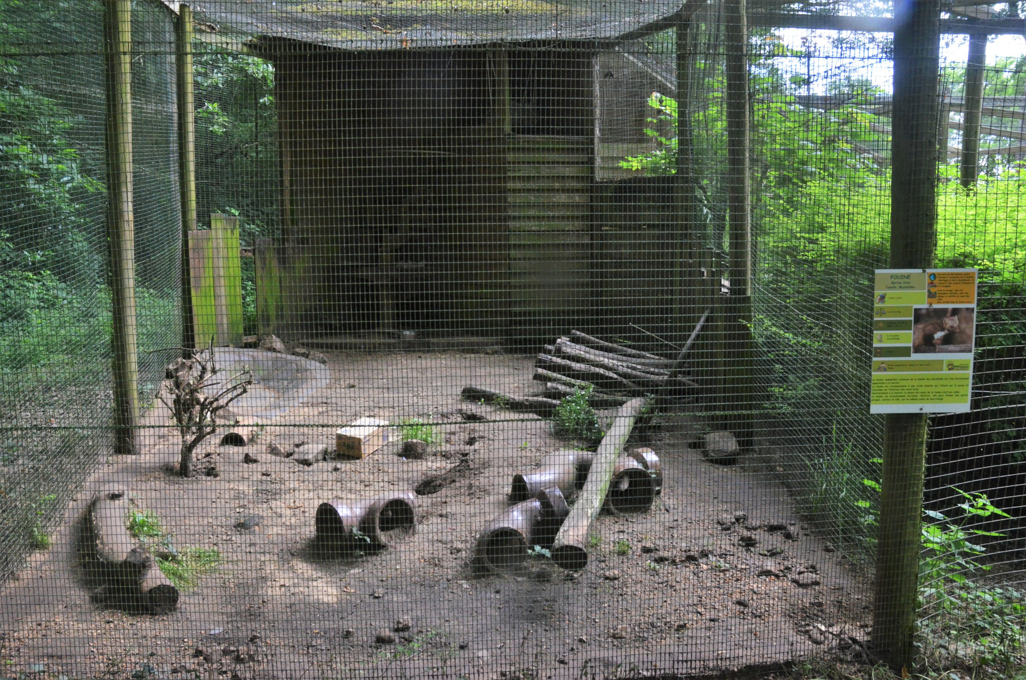 Beech Marten Enclosure at Pescheray, 13/06/18