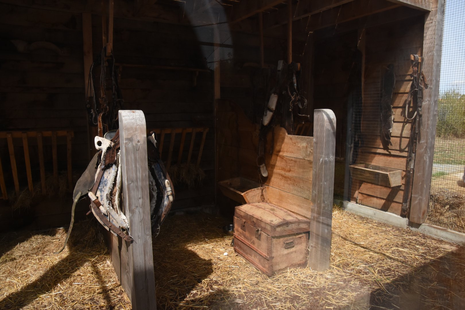 Beech Marten enclosure