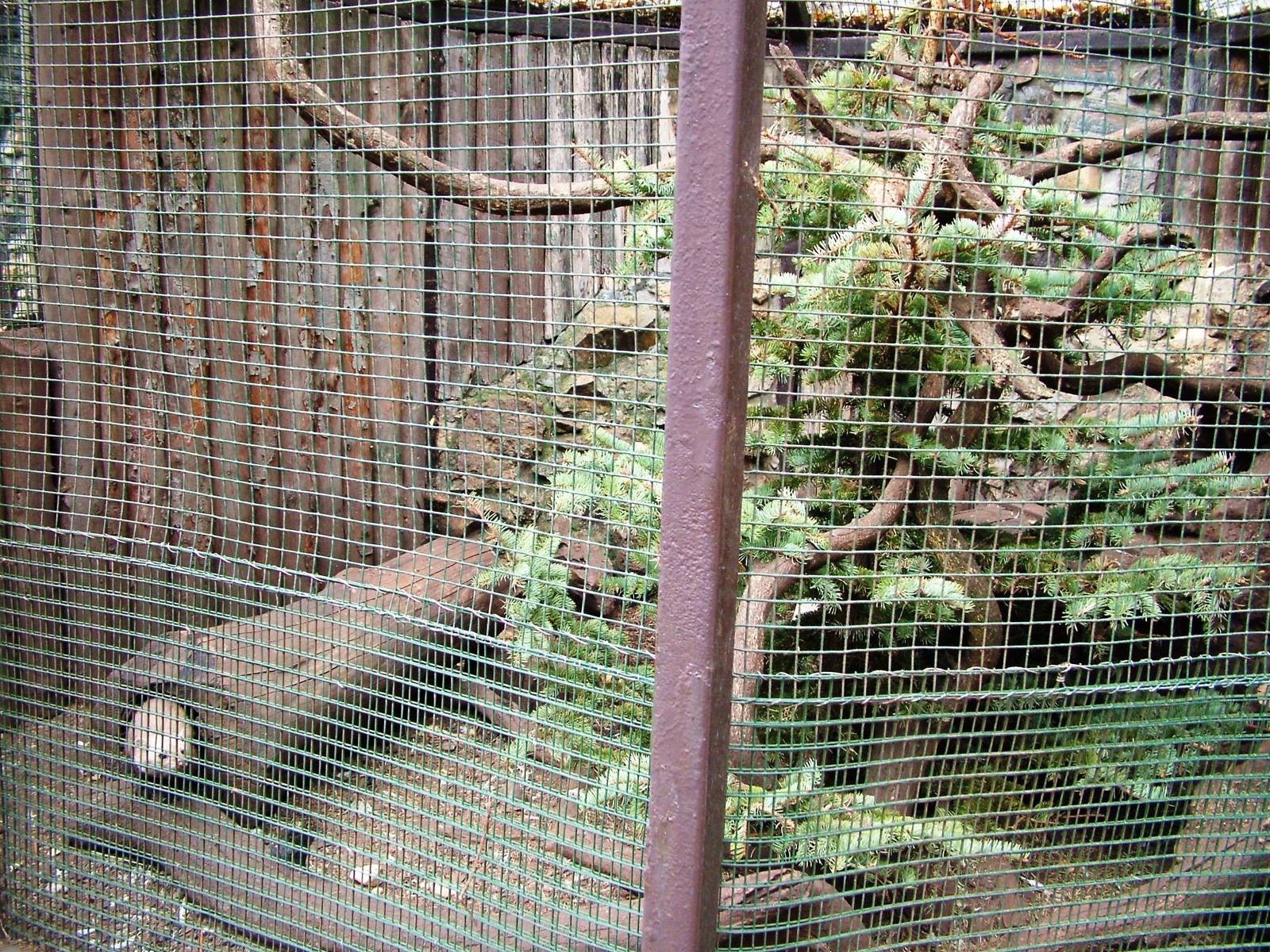 Beech Marten Exhibit at Chomutov, 30/08/12