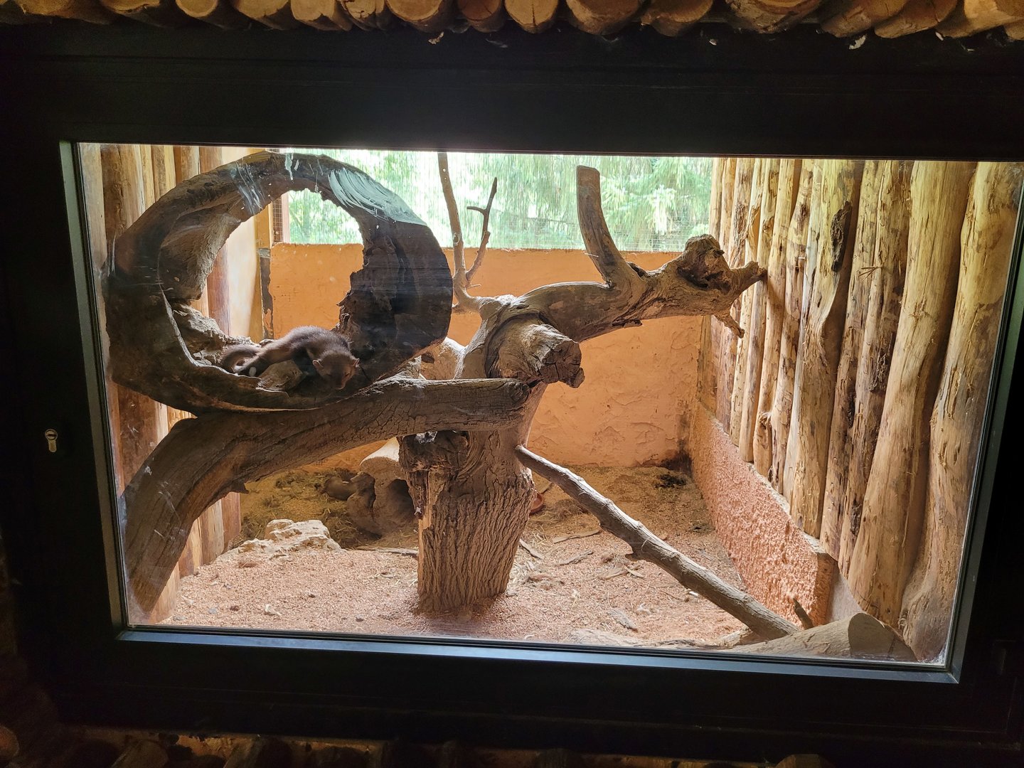 Beech marten exhibit -Parc Animalier des Pyrénées (2023)