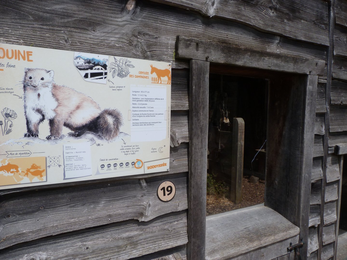 Beech marten exhibit viewing area -Zoodyssée (2025)