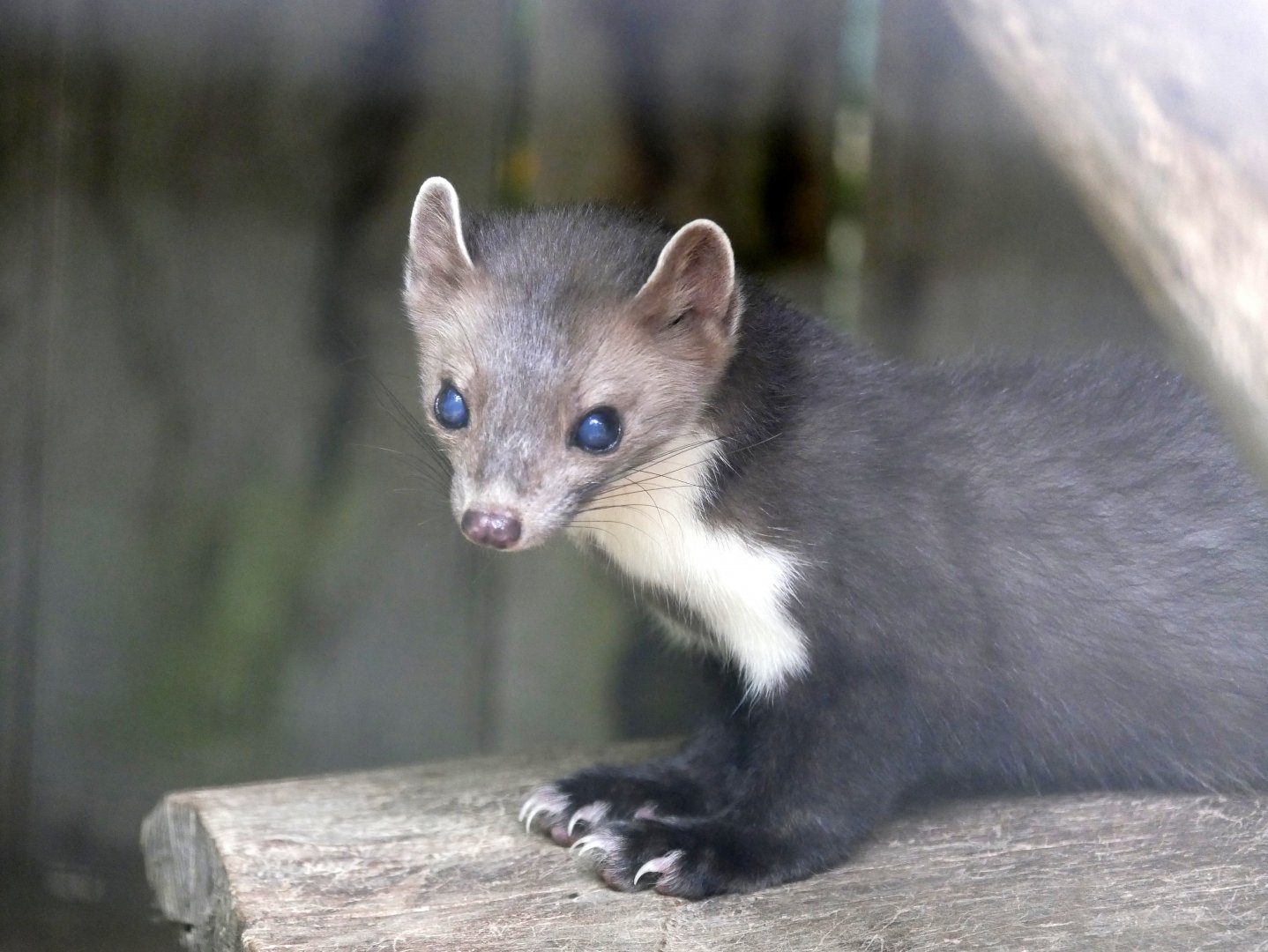 Beech marten (Martes foina) - Legendia Parc