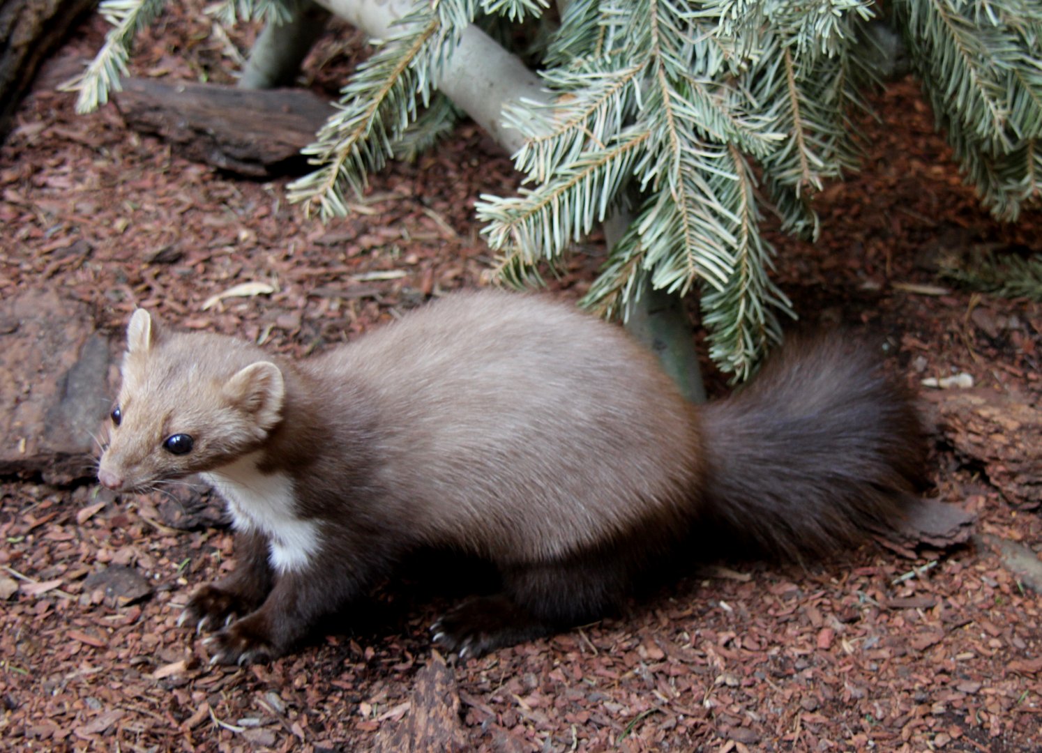beech marten (Martes foina)