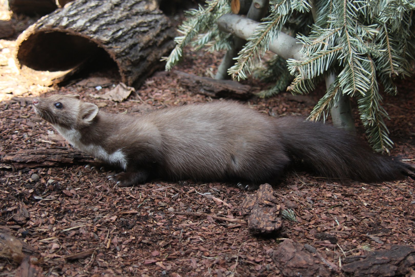 beech marten (Martes foina)