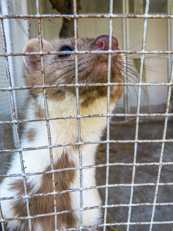 Beech marten / Martes foina