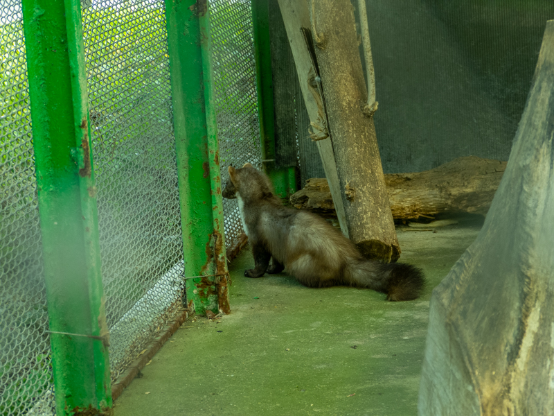 Beech marten (Martes foina)