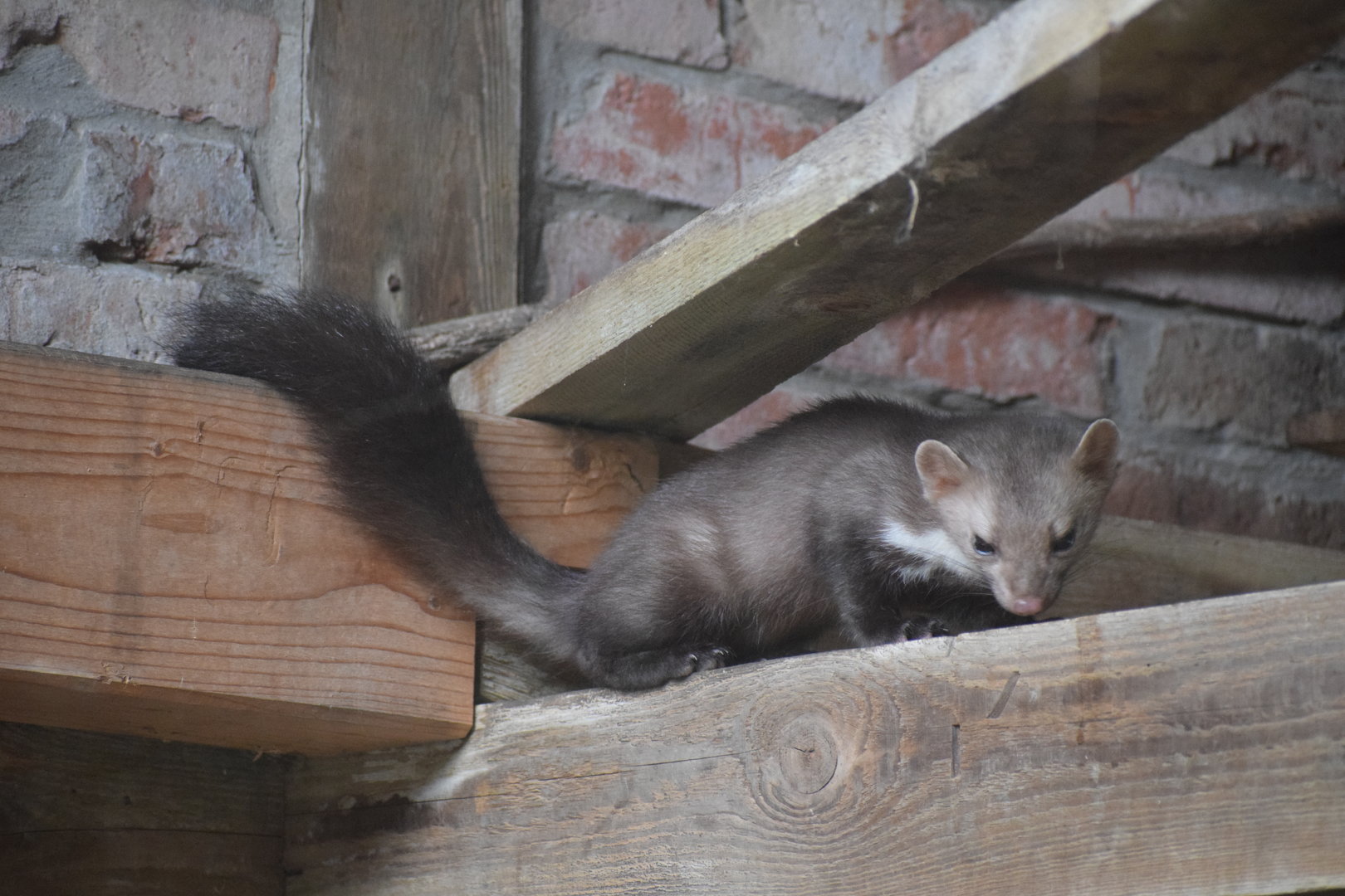 Beech marten - Otter-Zentrum Hankensbüttel