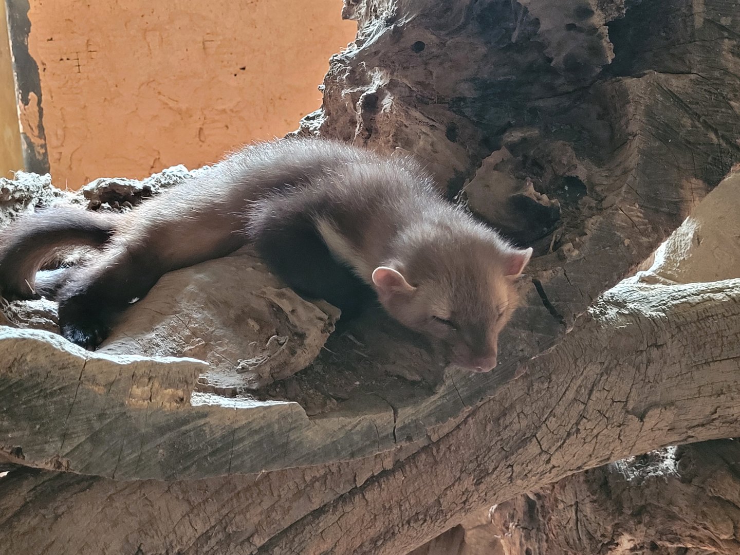 Beech marten -Parc Animalier des Pyrénées (2023)