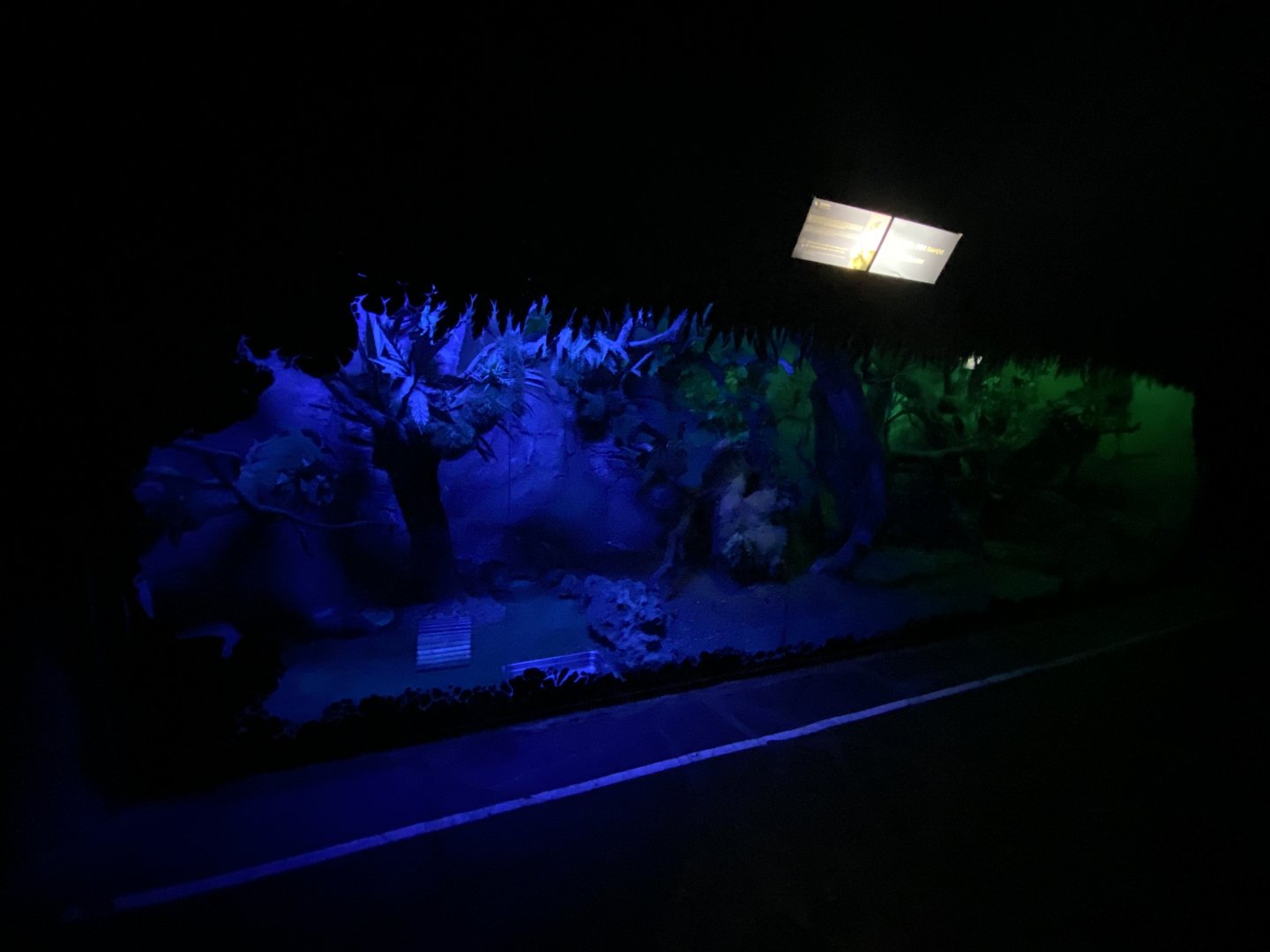 Beech Martin enclosure