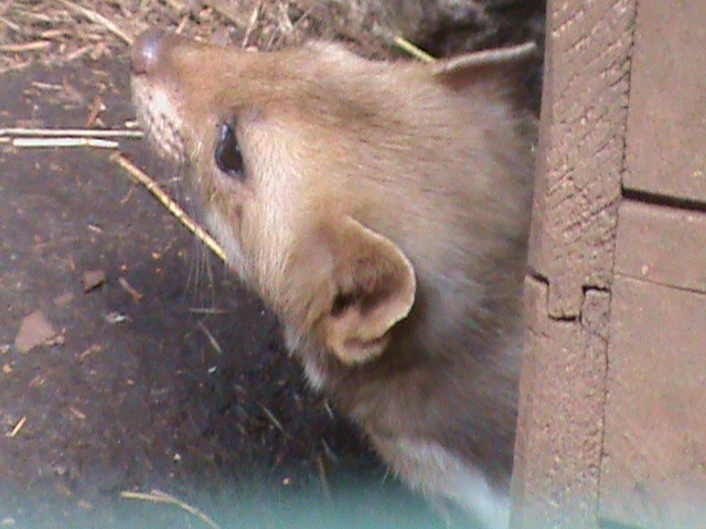beech or stone marten 160911