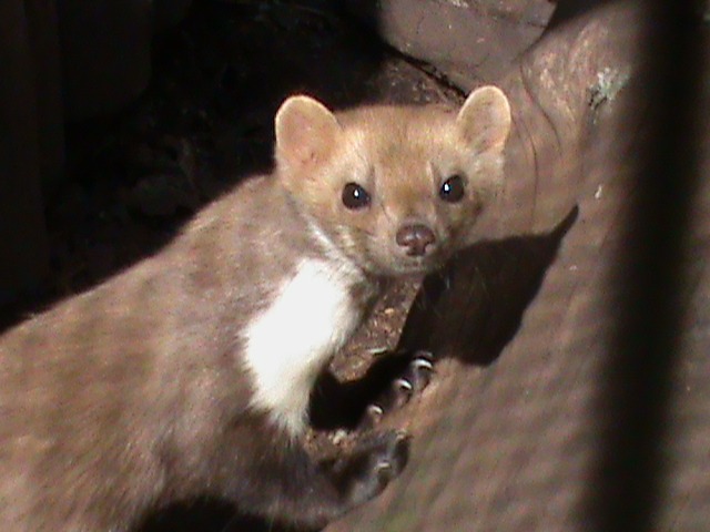 beech or stone marten 160911