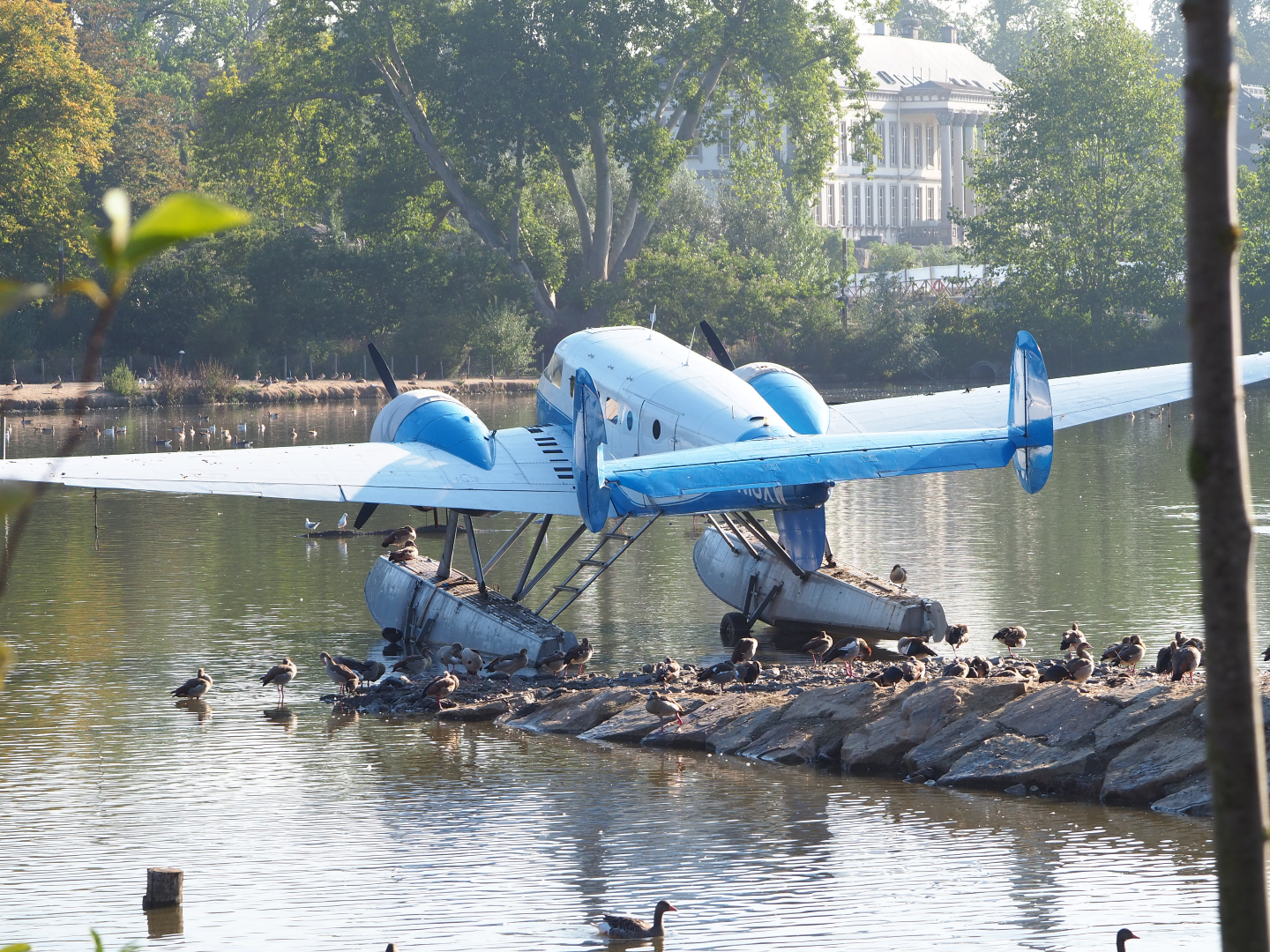 Beechcraft Model 18 floatplane and a bunch of geese, 2020-09-02