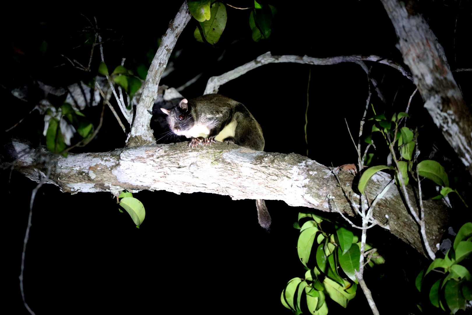 Beecroft's Anomalure (Anomalurus beecrofti)