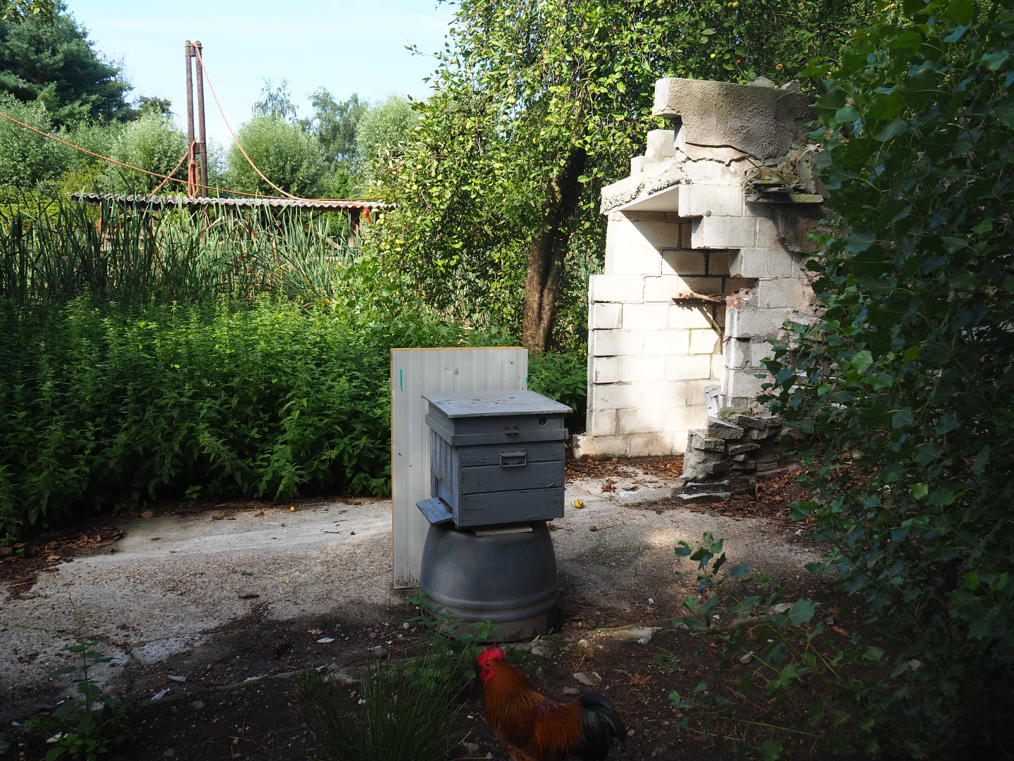 Beehive area at site of aviary destroyed by storm, 2019-08-11