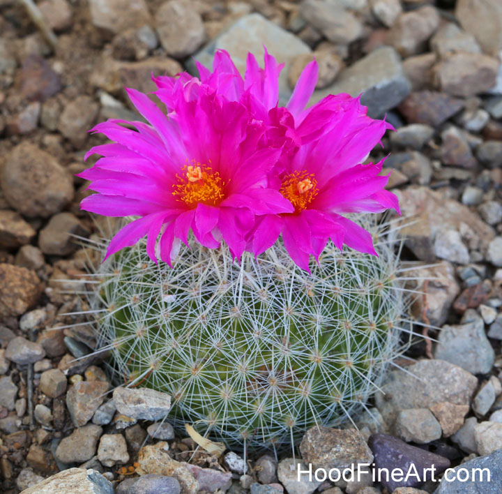 beehive cactus