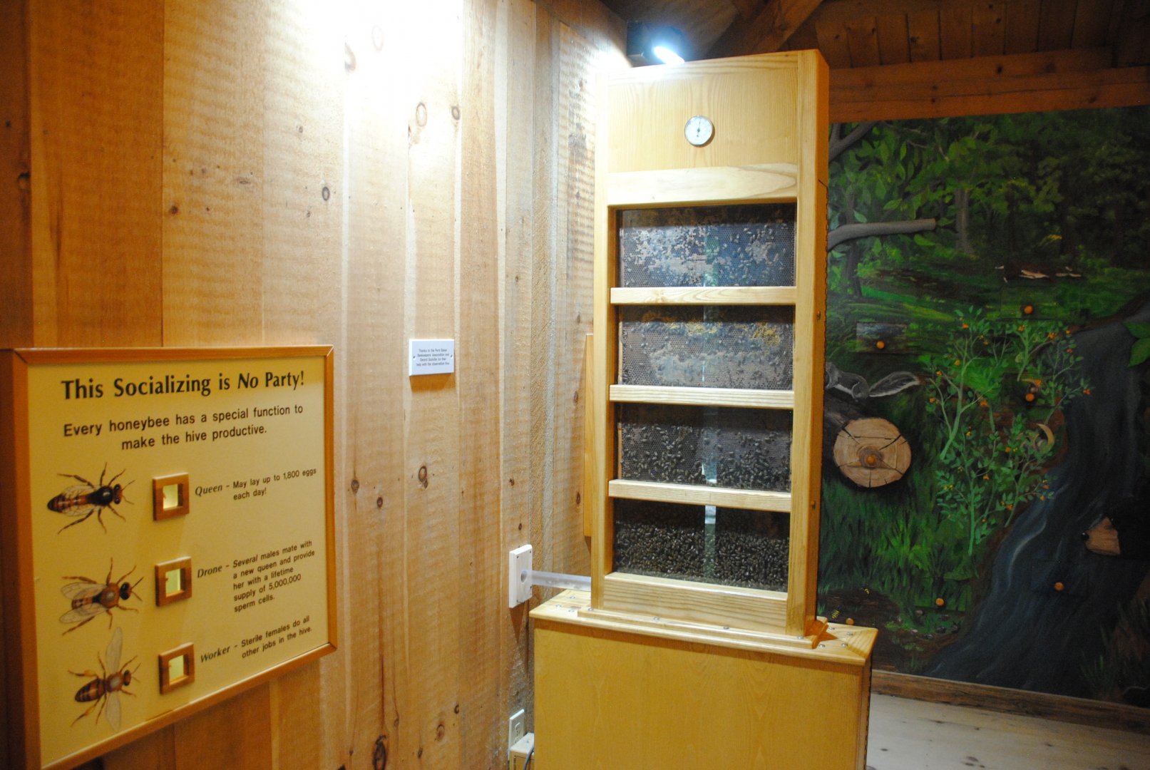 Beehive (inside Black Bear viewing shelter)