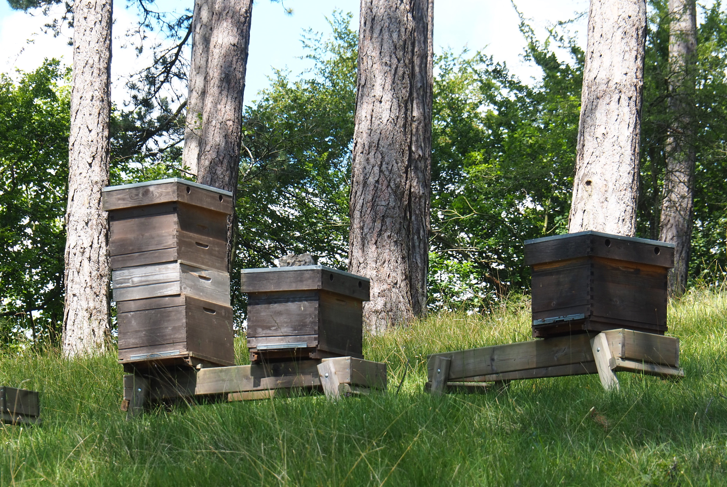 Beehives, 2020-07-12
