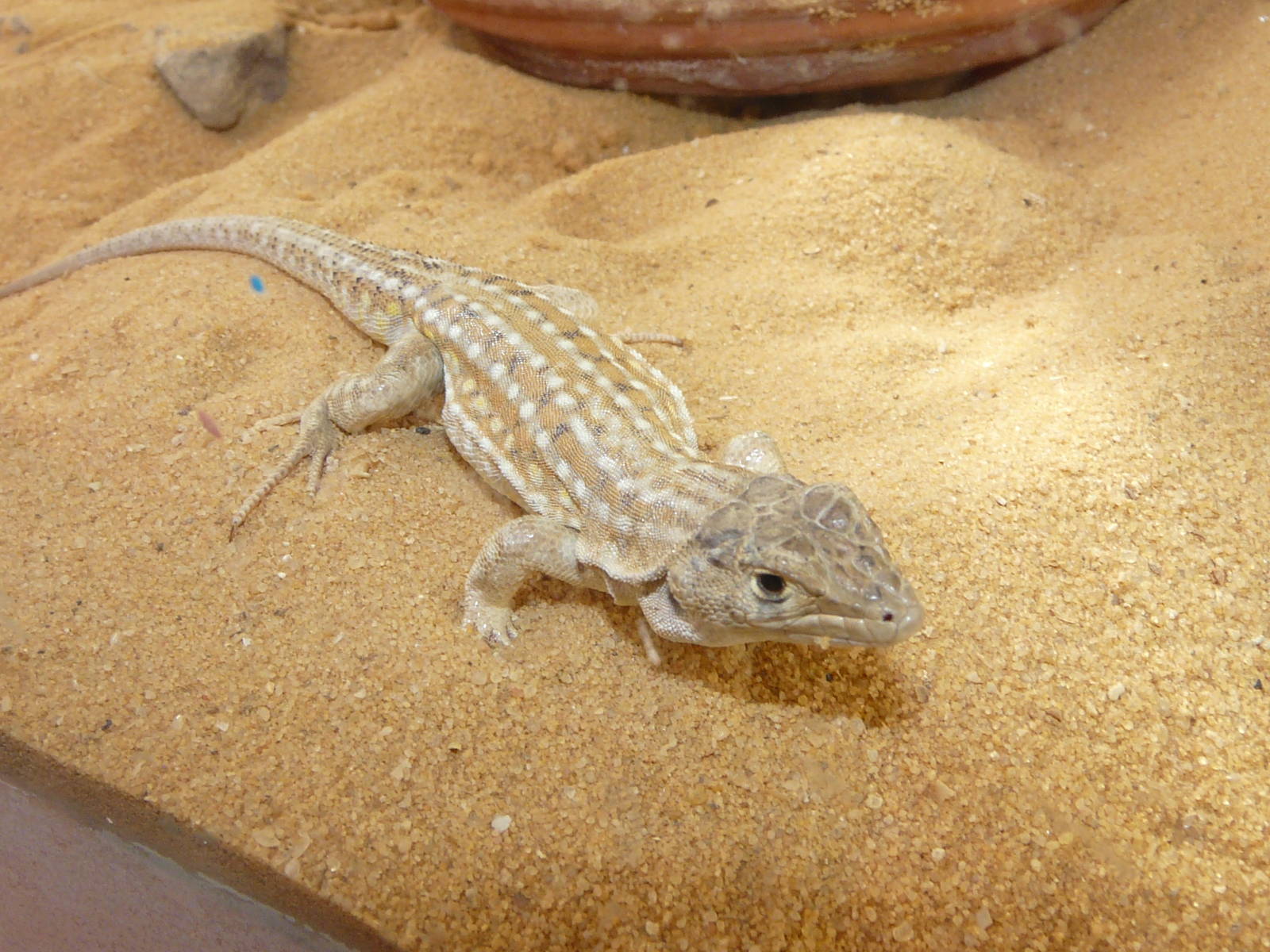 Beersheva fringe-toed lizard/ Acanthodactylus beershebensis