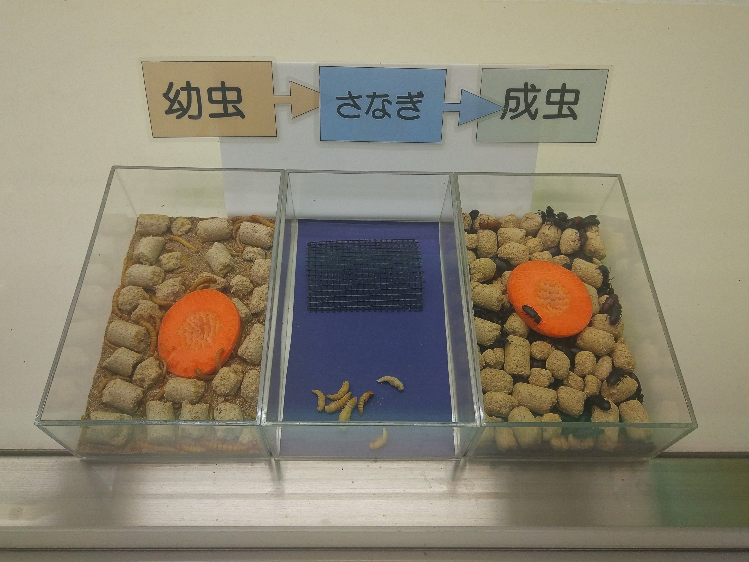 Beetle Development Exhibit
