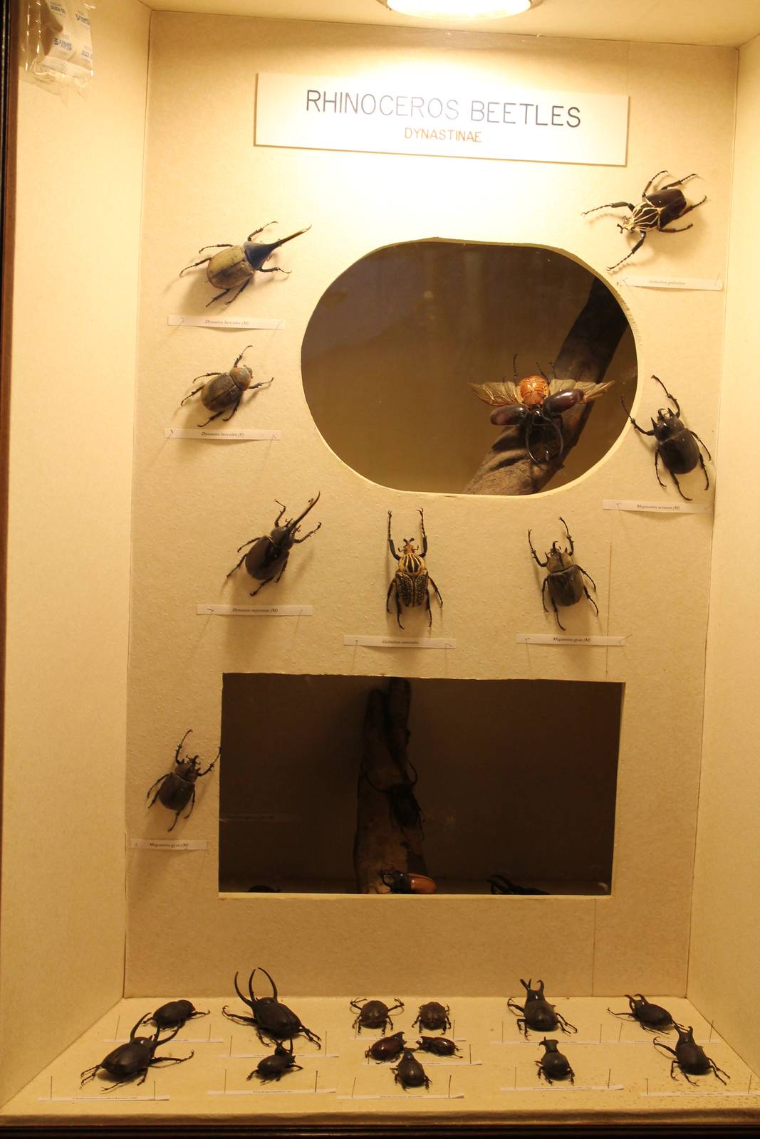 beetle display