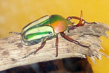 Beetle (Eudicella gralli)