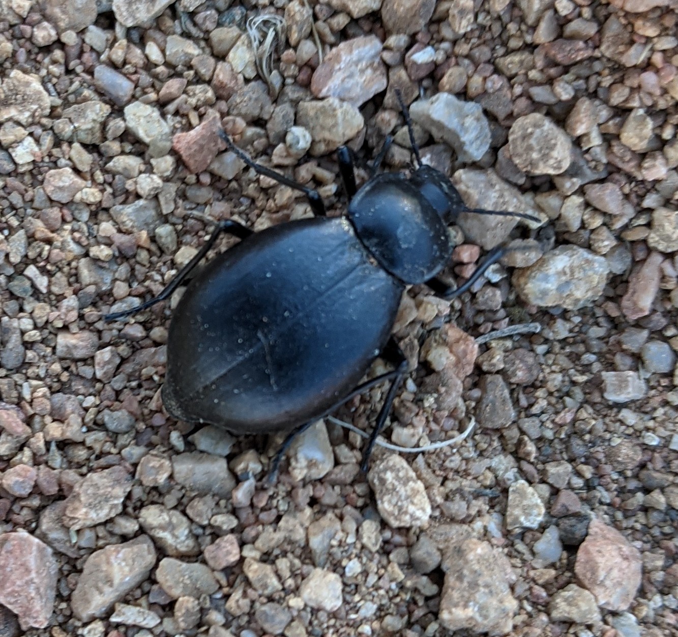 Beetle for ID