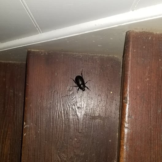 Beetle ID? Wild, Maryland. Huge.