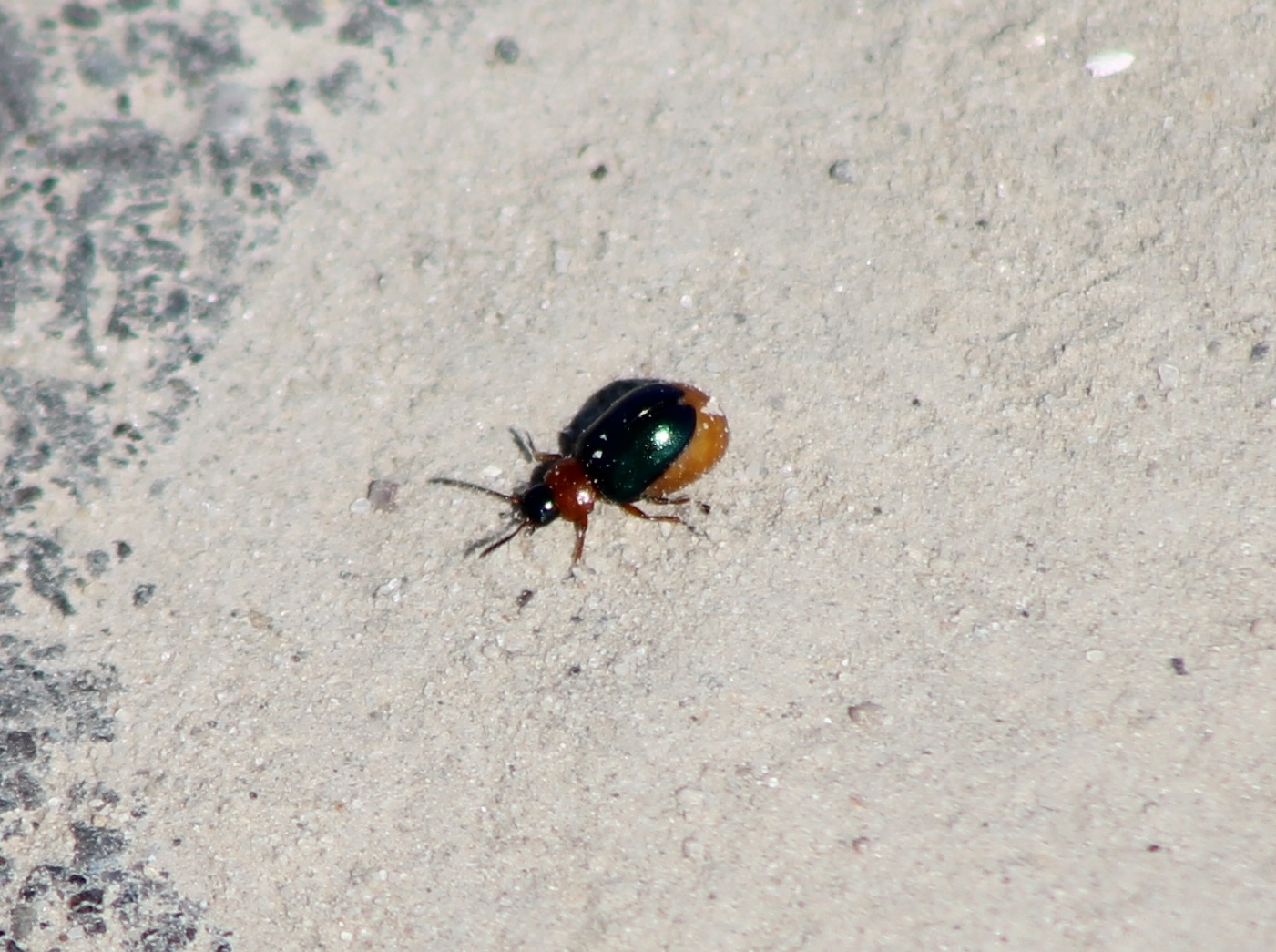 Beetle ID