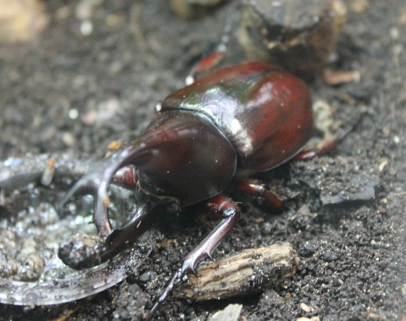 Beetle ID
