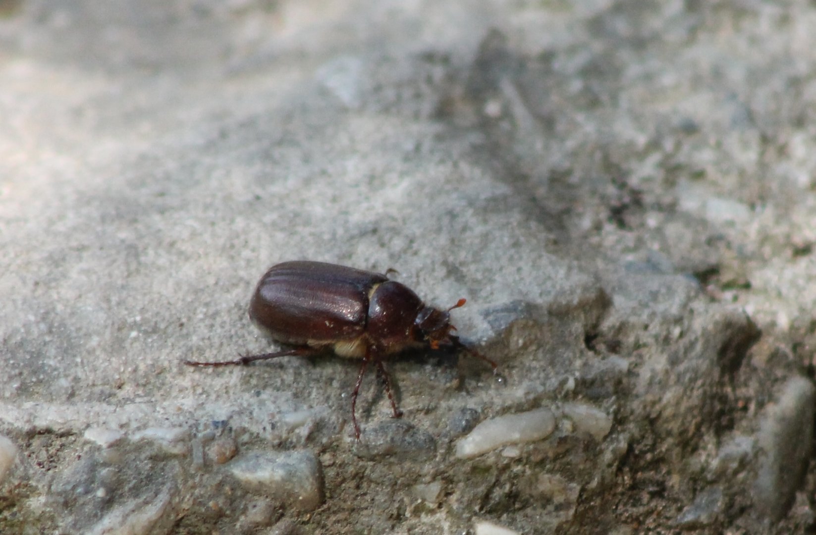 Beetle ID