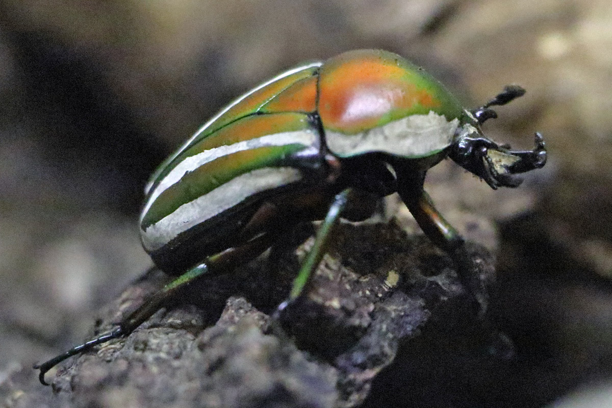 Beetle ID