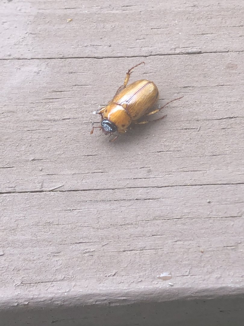 Beetle ID