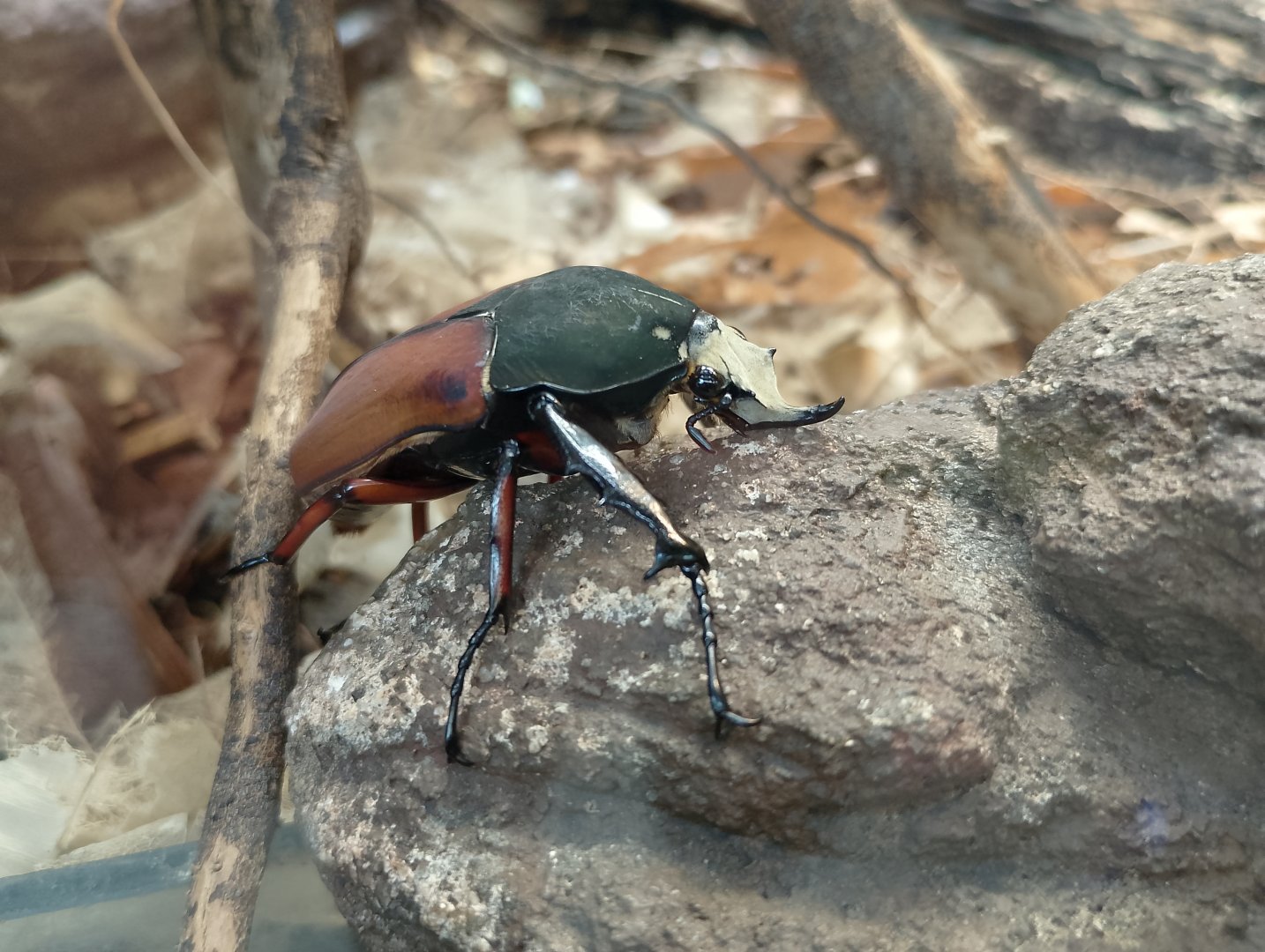 Beetle ID?