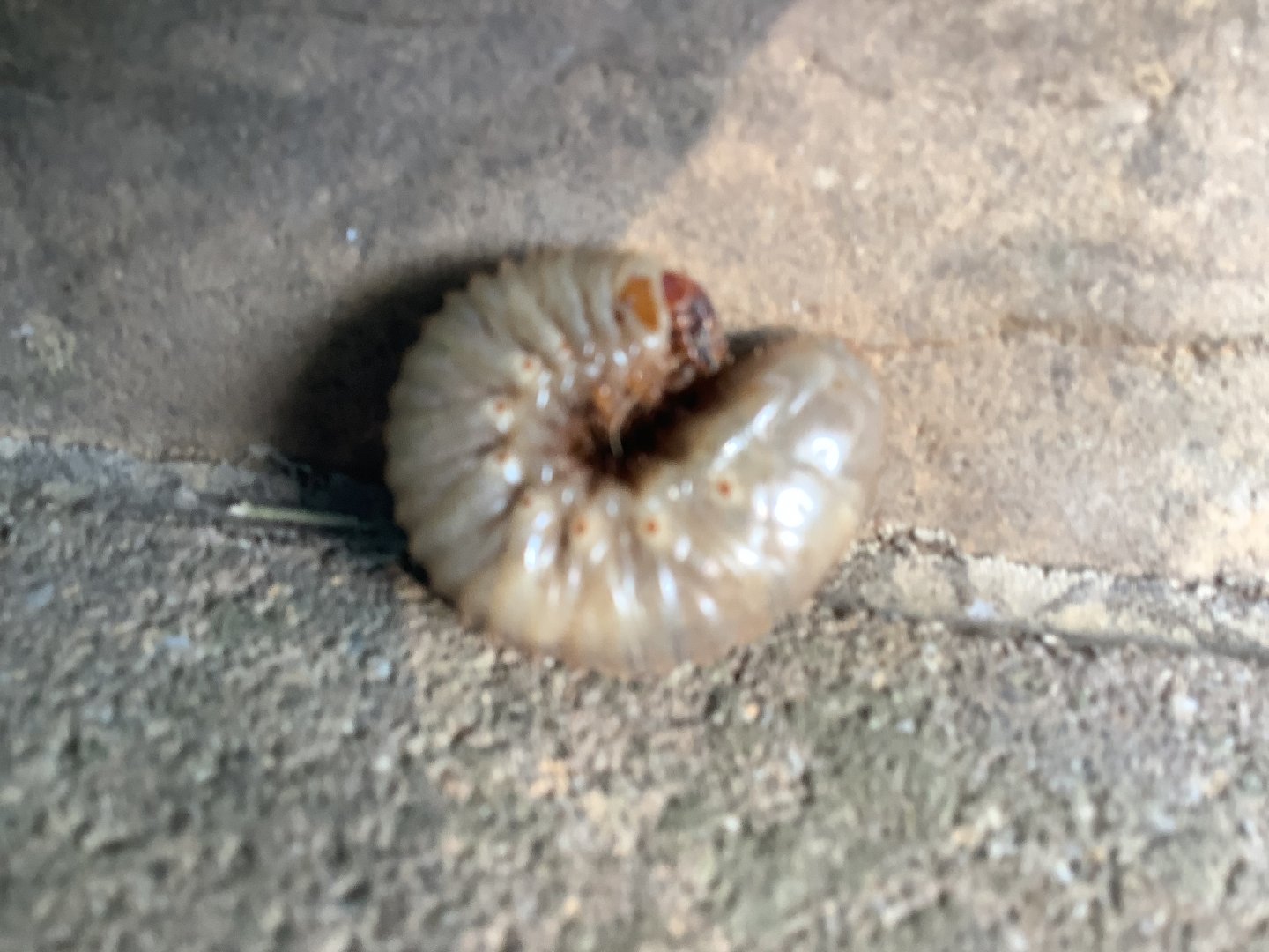 Beetle Larvae