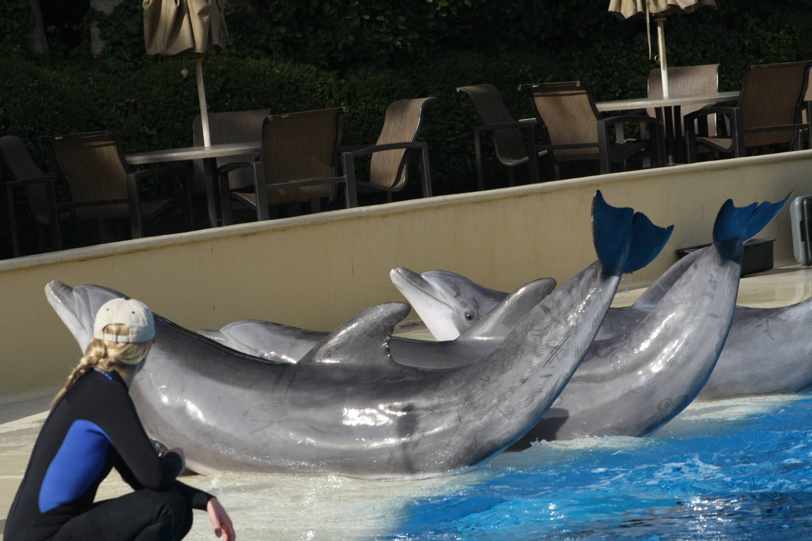 Beetle, Maverick and Osbourne