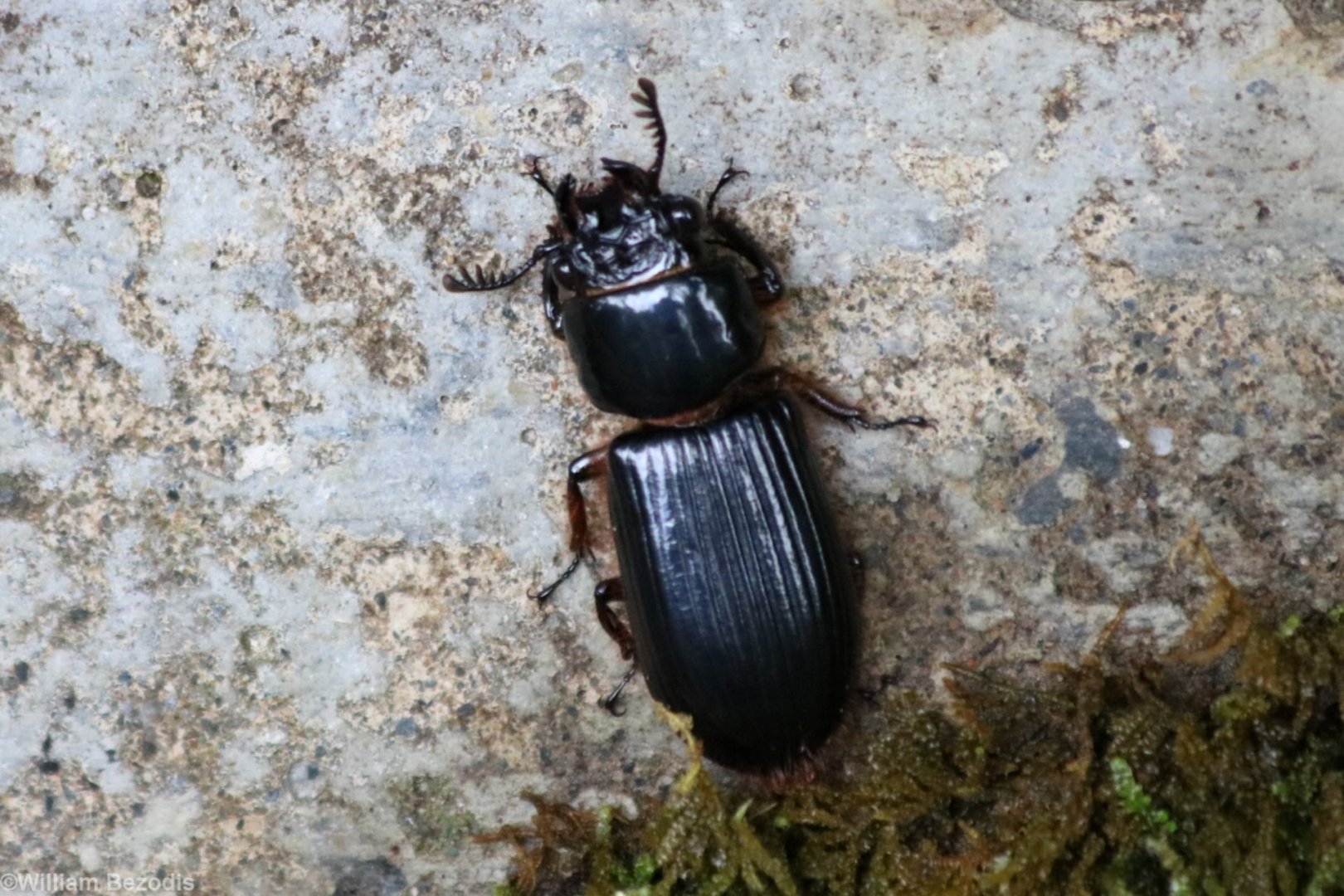 Beetle Species - Mount Kinabalu