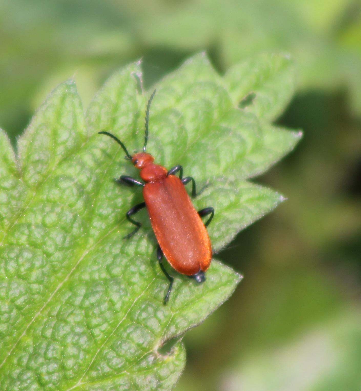 beetle species