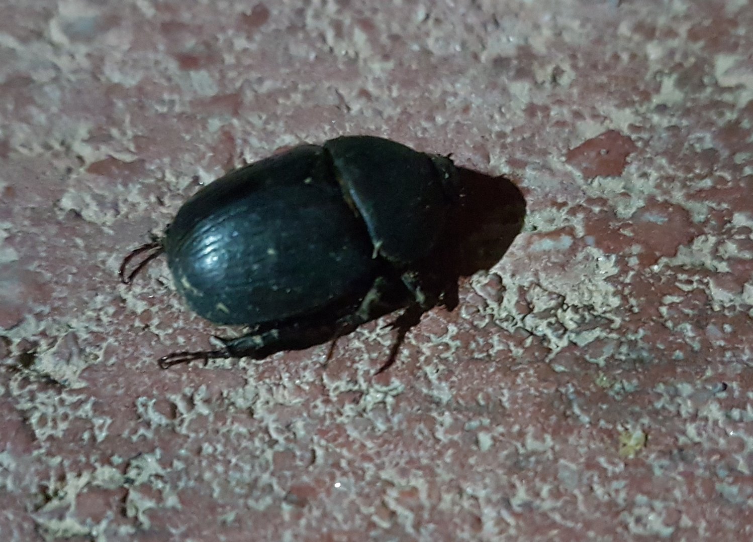 Beetle-species