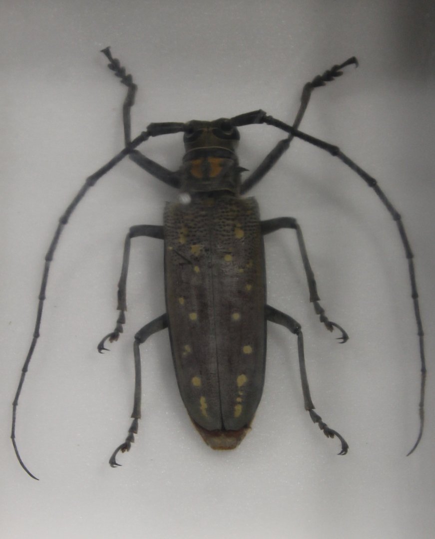 Beetle Specimen - ID