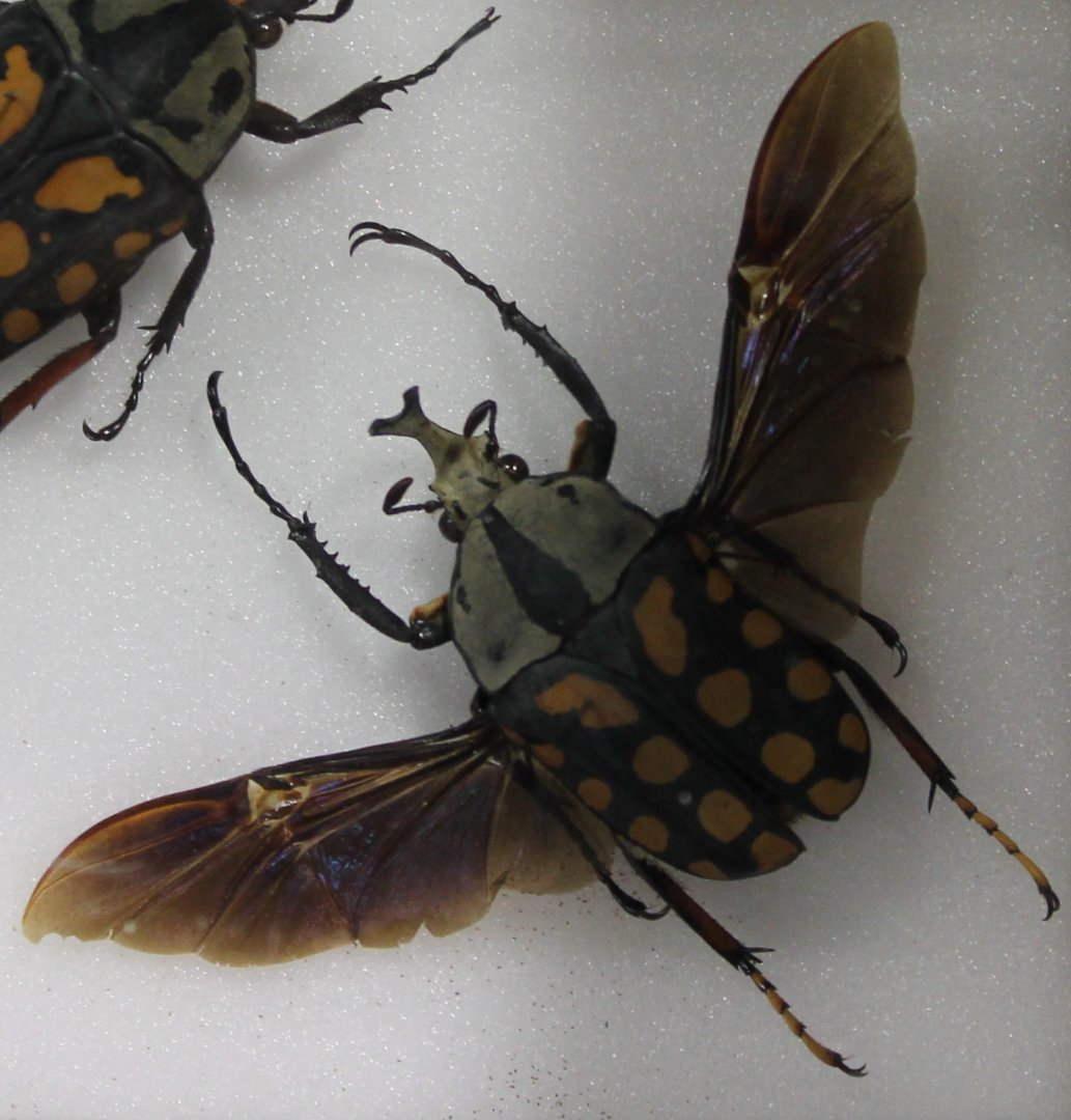 Beetle specimen - ID