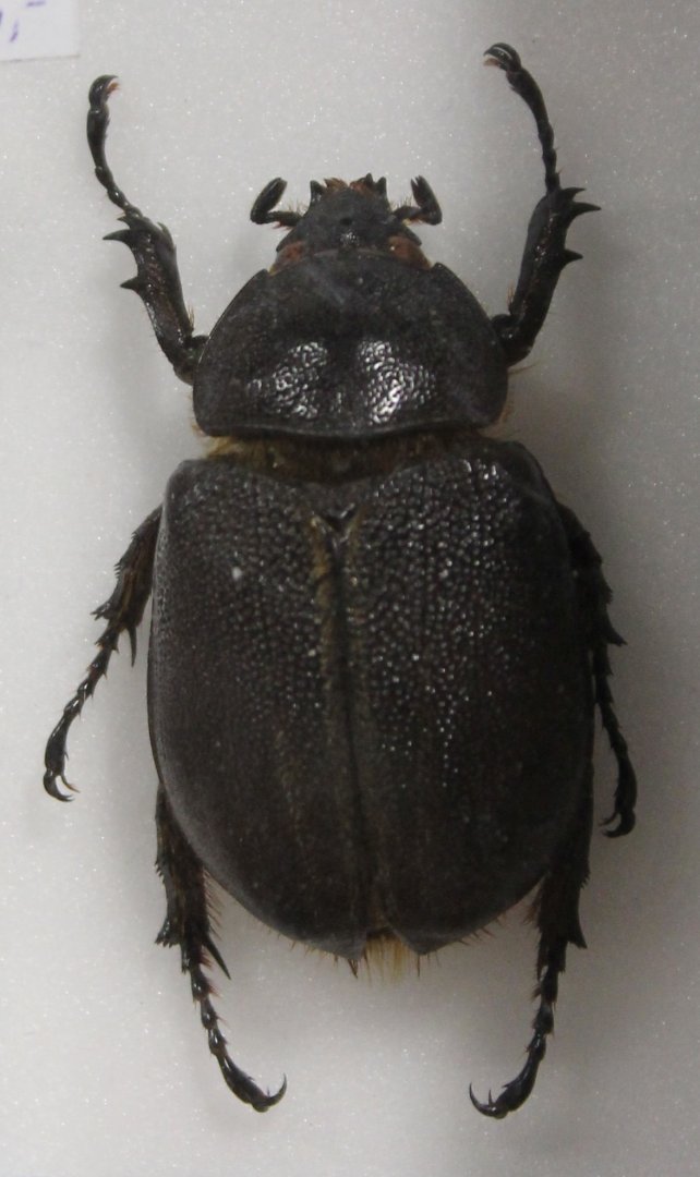 Beetle specimen -ID