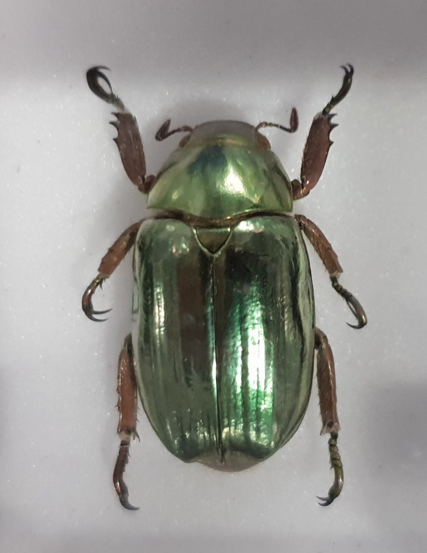 Beetle specimen ID