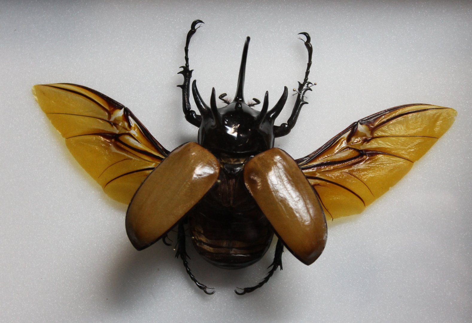 Beetle Specimen