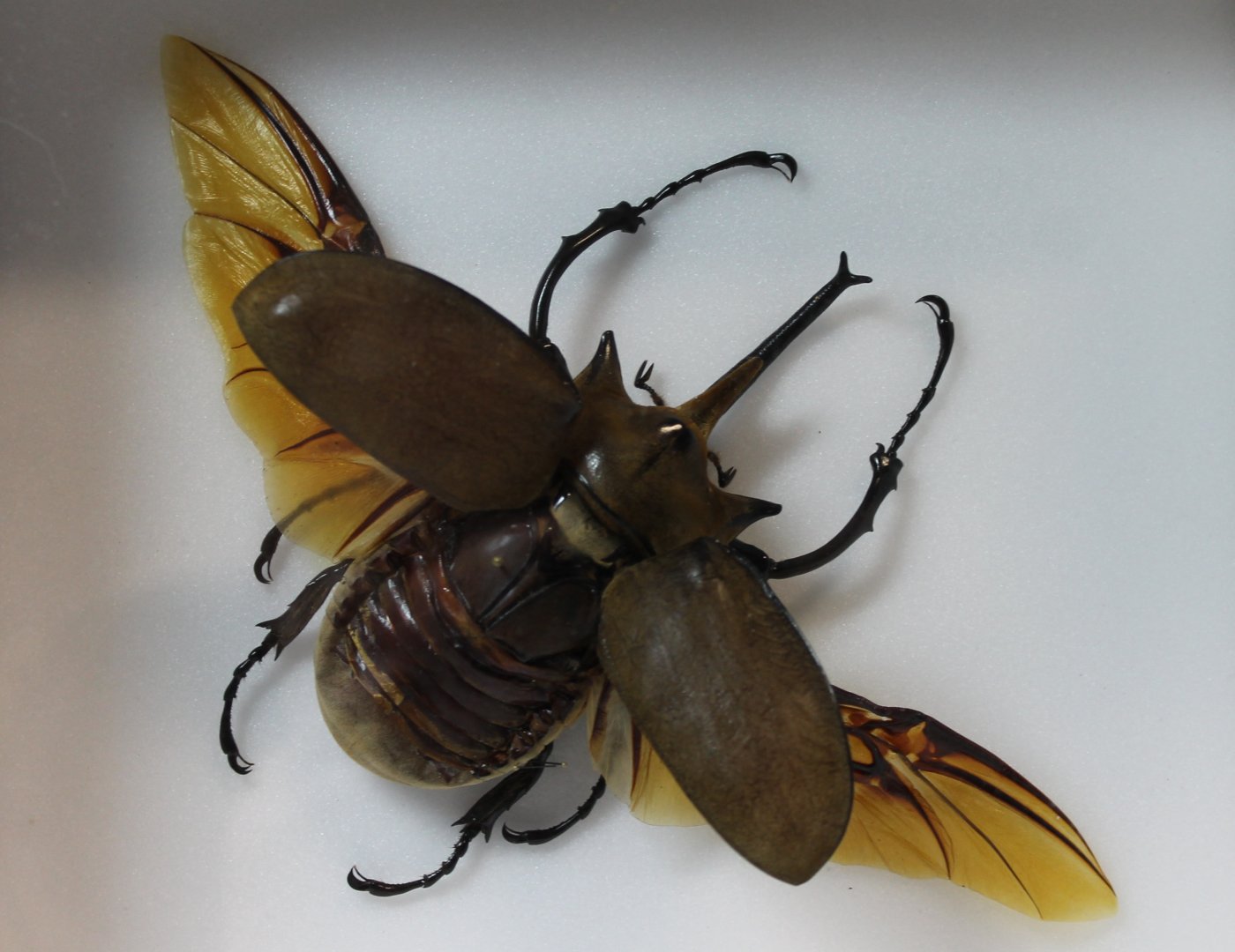 Beetle Specimen