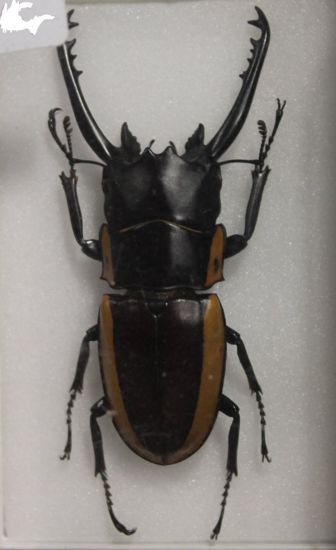 Beetle Specimen
