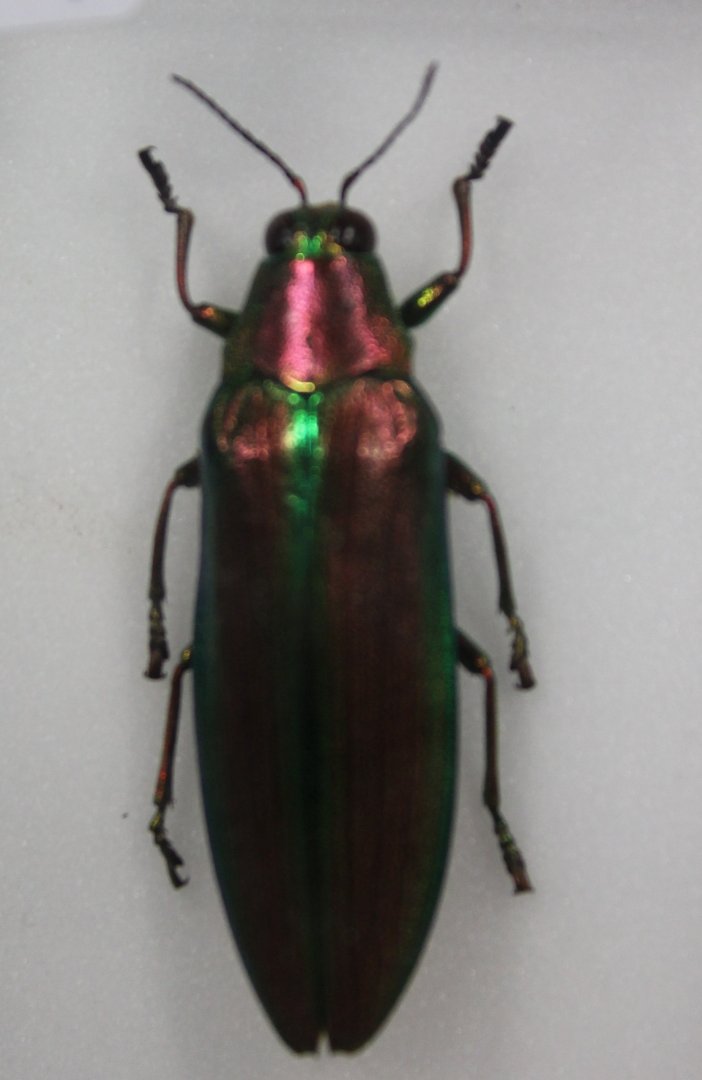 Beetle Specimen
